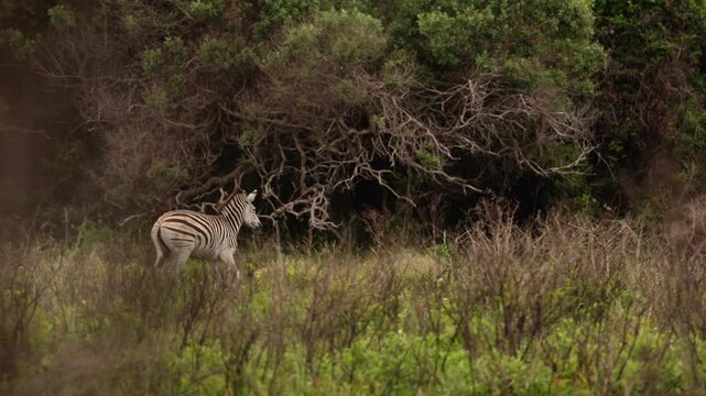 Zebras running in the golden savanna under natural sunlight, black-and-white stripes contrasting with tall dry grasses, peaceful herd scene capturing wild African plains and natural wildlife behavior