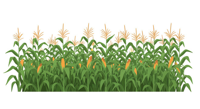 Lush green cornfield with ears of maize growing on stalks