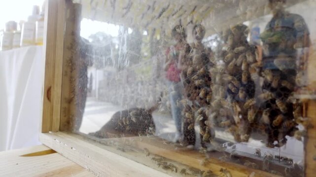 Closeup view of bees inside glass hive box with visible honeycomb, beekeeping activity showing insects working in colony, natural honey production process in outdoor environment