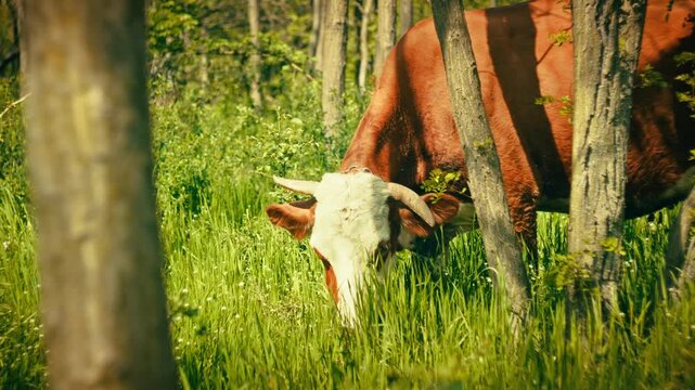 Domestic cows grazing peacefully on green grass in the middle of a forest. Scenic rural nature landscape, free-range cattle, summer day, 4k.