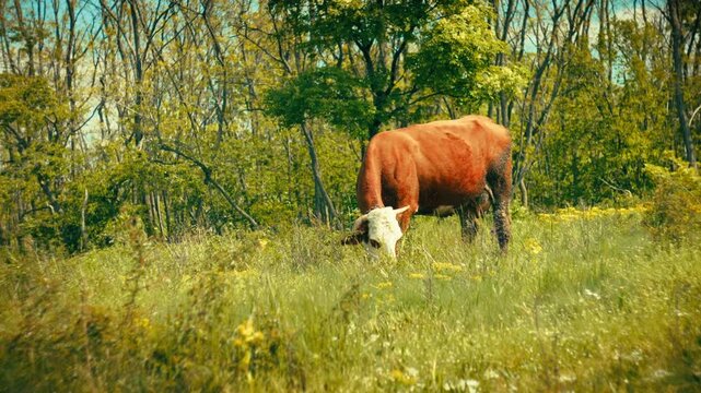 Detailed close-up and medium shots of healthy cows eating green grass and grazing in a forested environment. Clear visual of animal behavior and natural feeding patterns in the wild.