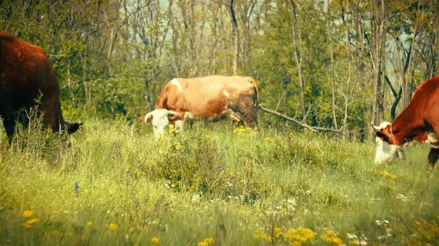 Detailed close-up and medium shots of healthy cows eating green grass and grazing in a forested environment. Clear visual of animal behavior and natural feeding patterns in the wild.