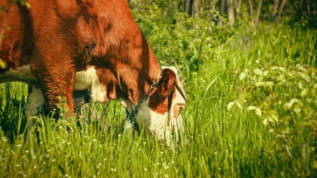 Domestic cows grazing peacefully on green grass in the middle of a forest. Scenic rural nature landscape, free-range cattle, summer day, 4k.