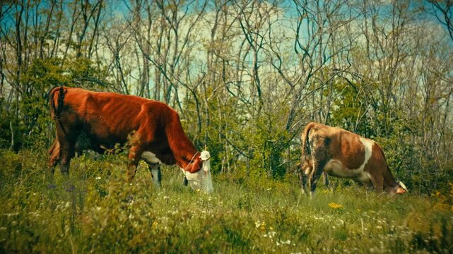 Detailed close-up and medium shots of healthy cows eating green grass and grazing in a forested environment. Clear visual of animal behavior and natural feeding patterns in the wild.