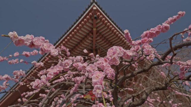 Dense pink plum blossom branches frame the sharp triangular peak of a traditional temple roof rising against a deep blue sky, balancing vibrant early spring blooms with bold sacred architecture.