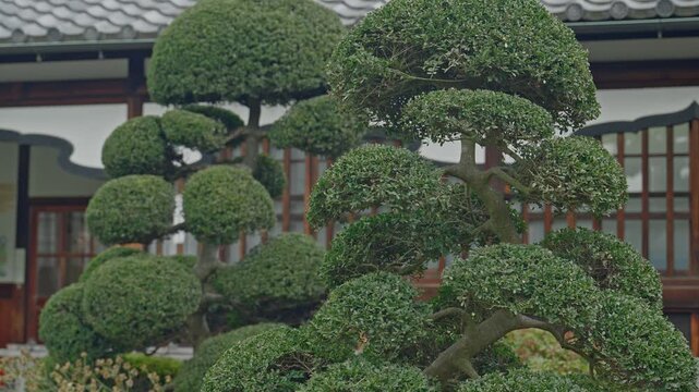 Camera tilts upward revealing meticulously cloud-pruned garden trees in the foreground, rising to expose a traditional Japanese building with tiled roof and wooden facade behind. The layered compositi
