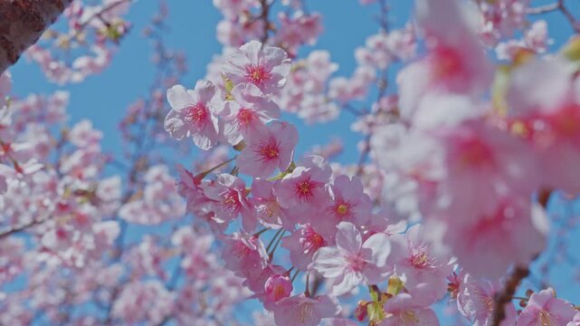 Sharp pink cherry blossoms in the mid-frame are framed by large blurred petals in the foreground and open blue sky above, creating a multi-layered floral composition. The surrounding out-of-focus bloo