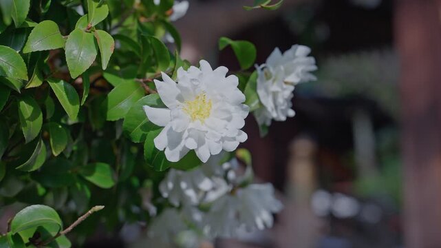 Close-up static shot of a fully open white double camellia flower with pale yellow center, glossy dark green leaves surrounding, second bloom softly visible right, warm bokeh background.