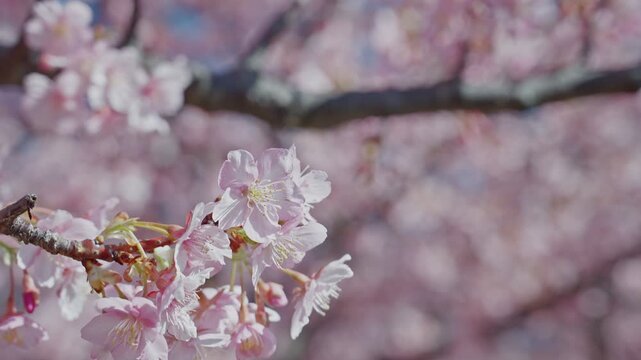 A single cluster of pale pink cherry blossoms fills the foreground in sharp detail, set against a dreamy blurred background of pink blooms and dark branches. Shallow depth of field and warm soft light