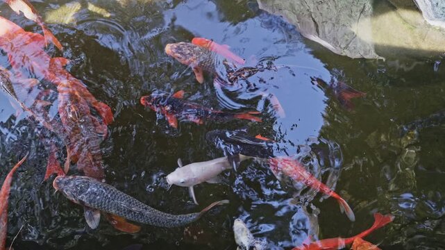 A dense group of red, orange, white, and dark koi fish swirl actively near the water surface in a dark temple pond, their vivid colors contrasting sharply against the deep water.