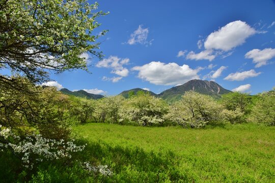奥日光 戦場ヶ原　新緑の季節