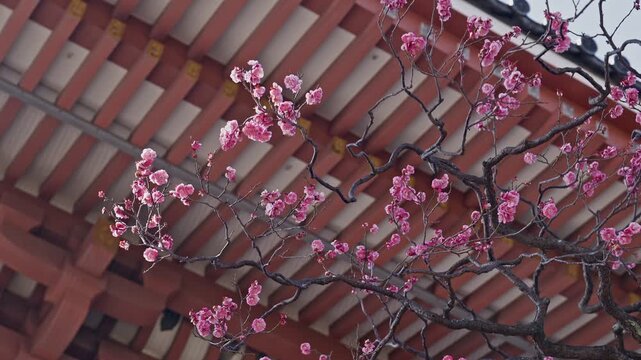 Vivid pink plum blossoms dot bare dark branches set against the geometric red wooden eaves and tiled roof of a traditional Japanese temple, blending natural early spring color with historic architectu