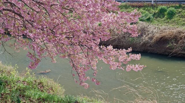 A sweeping Kawazu cherry blossom branch droops over a green canal, pink clusters reflected faintly in the water with a grassy embankment and dry reeds visible on the far bank.