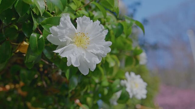 Close-up static shot of a large open white double camellia with pale yellow stamens, glossy green leaves surrounding, second bloom and pink flowers softly blurred in warm bokeh behind.