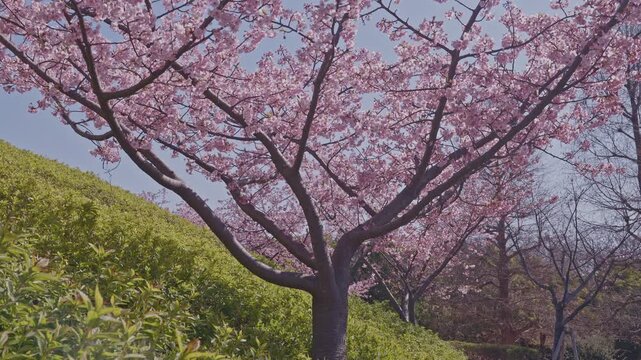 A single cherry blossom tree spreads its full pink canopy against a green hillside and pale blue sky, its dark branching structure clearly visible beneath the blooms. The isolated composition highligh