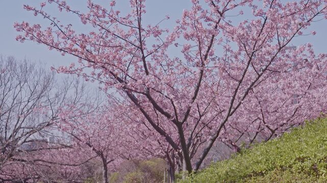 A row of pink cherry blossom trees lines a sloping green hillside, bare trees and city buildings visible in the soft background. The wide ground-level composition captures the natural and urban coexis
