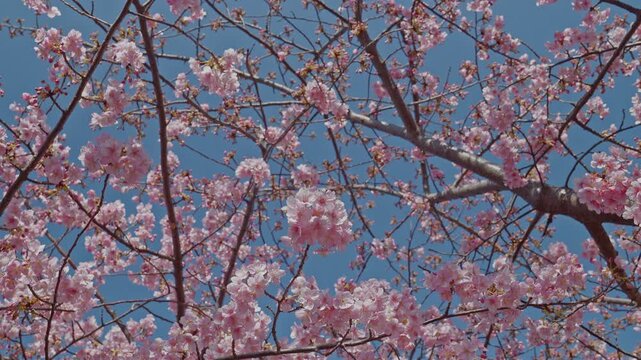 Camera tilts downward through loosely spread cherry blossom branches, pink flower clusters punctuating a vivid blue sky. The open, airy composition and bright daylight give a fresh, uplifting feel dis
