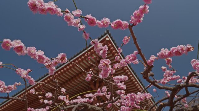 Camera tilts down through spreading pink plum blossom branches, the triangular red temple roof emerging at center framed by blooms against a vivid blue sky in a dramatic low-angle reveal.