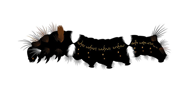 Hairy Caterpillar with Brown Spots and White Patches