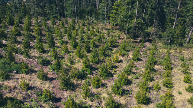 Aerial View of Pinus Patula Commercial Forest Plantation &ndash; Managed Pine Tree Rows in Productive Silviculture and Sustainable Timber Landscape
