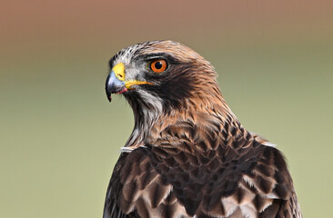 Obraz premium a beautiful booted eagle in freedom