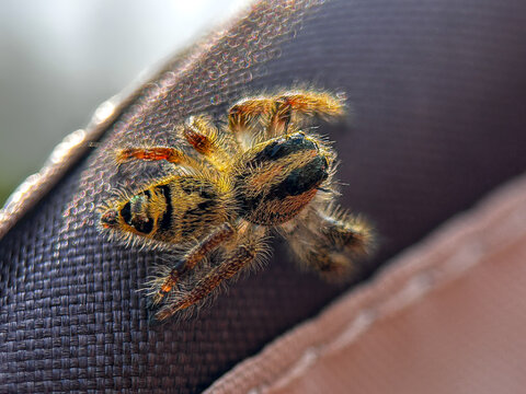A hairy jumping spider perched on textured fabric surface, showcasing intricate body details, tiny legs, and reflective eyes in natural light.