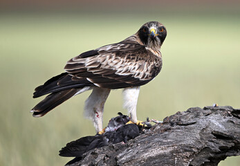 Fototapeta premium a beautiful booted eagle in freedom