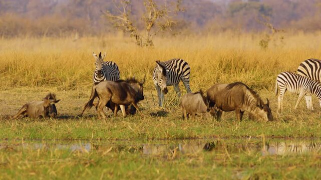 Wildebeests and Zebras enjoying bathing in a small stream in savannah.