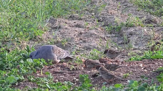 
Oriental Turtle Dove and Tree Sparrows Foraging Together in a Garden #001
텃밭에서 함께 먹이를 먹는 멧비둘기와 참새 무리

