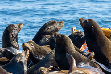 Group of California sea lions resting together on a floating platform at Bowen Island British Columbia Canada © Joao Vieira