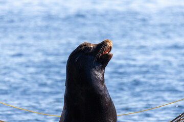 Profile of a California sea lion barking against a blue water background at Bowen Island British Columbia Canada © Joao Vieira