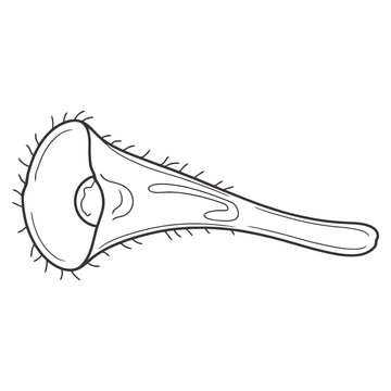 Stentor protozoan vector illustration