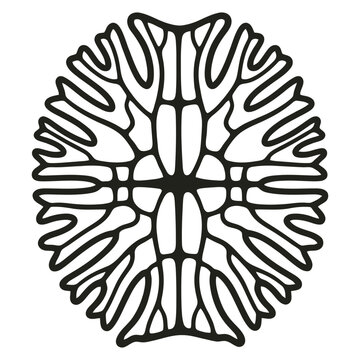 Desmid algae vector illustration, flat design