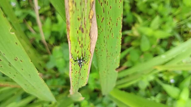 Fauna world, cute black and white striped spider (cosmophasis sp) on a bush leaf, a species of spider belonging to the Salticidae family. This species is also part of the genus Cosmophasis and the ord