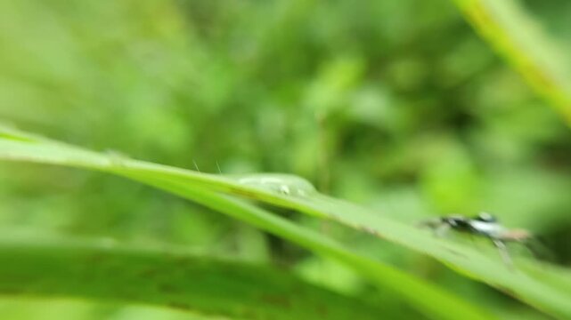 Fauna world, cute black and white striped spider (cosmophasis sp) on a bush leaf, a species of spider belonging to the Salticidae family. This species is also part of the genus Cosmophasis and the ord