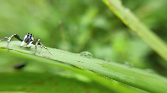 Fauna world, cute black and white striped spider (cosmophasis sp) on a bush leaf, a species of spider belonging to the Salticidae family. This species is also part of the genus Cosmophasis and the ord