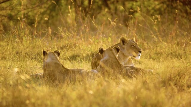 A lions family resting at dusk in savannah.