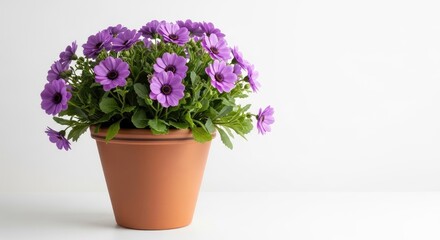 Fototapeta premium Potted purple daisy flowers sitting on white table with blank space.