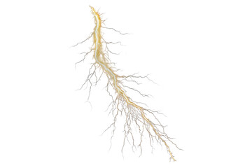 Fototapeta premium Dried leaf with branches isolated on transparent background