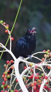 Asian koel bird perched on a palm fruit branch with red berries