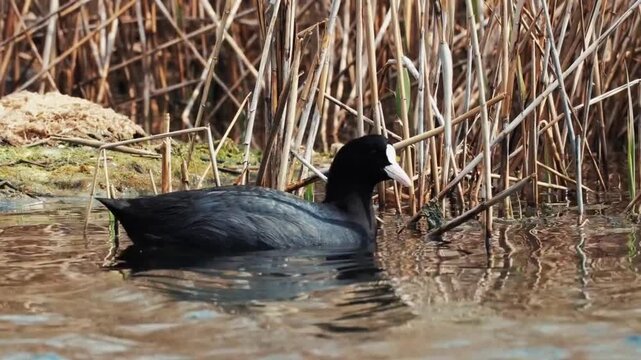 Eurasian coot swimming in a pond near reeds