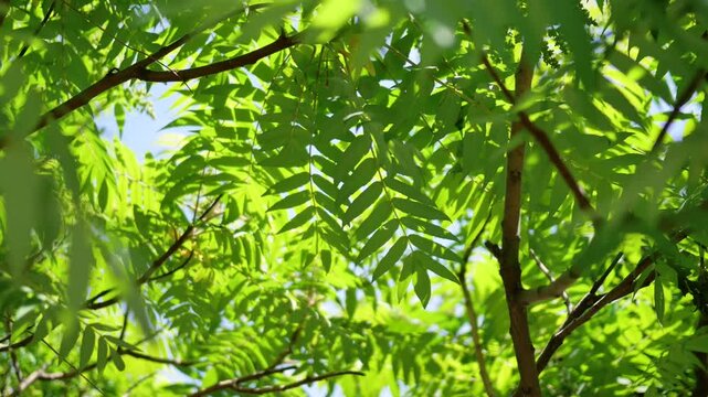 Green leaves swaying in the summer sun