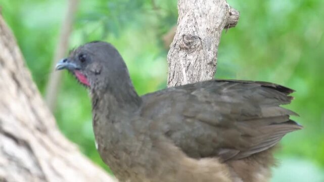 Closeup of a speckled chachalaca bird perched on a tree branch