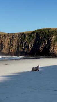 New zealand sea lion resting on a sandy beach below coastal cliffs