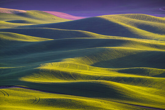 Rolling lush green landscape in the Palouse Region with wheat growing on farmland