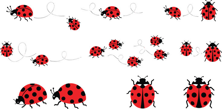 Cute ladybug insect collection with flying path doodles and red spotted beetle vector illustration elements