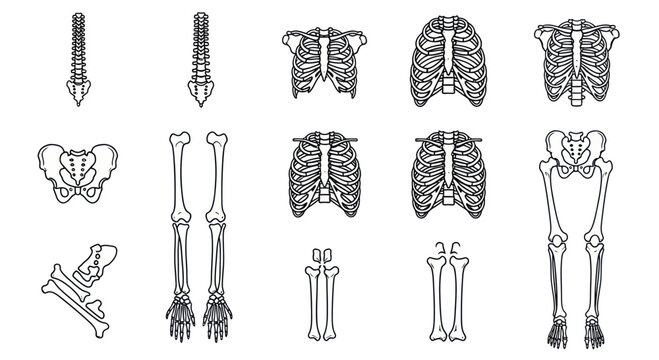Human Skeleton Anatomy Parts Vector Illustration - Medical Science