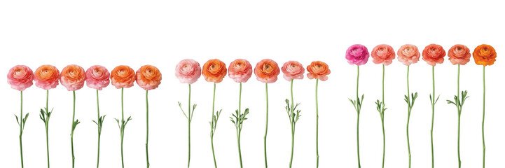 Obraz premium Beautiful Ranunculus Flower Collection: Three Sets of Vibrant Pink, Peach, and Orange Buttercup Flowers with Green Stems Isolated on White Background for Floral Design, Spring Decor, Wedding Cards, an