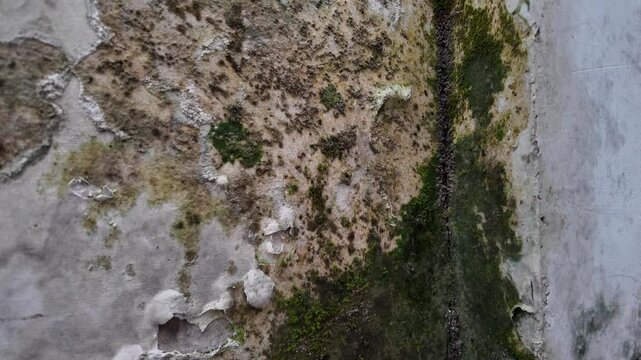 Footage of a wall corner joint heavily affected by dark mold, moss, and water stains, indicating severe humidity problems.
