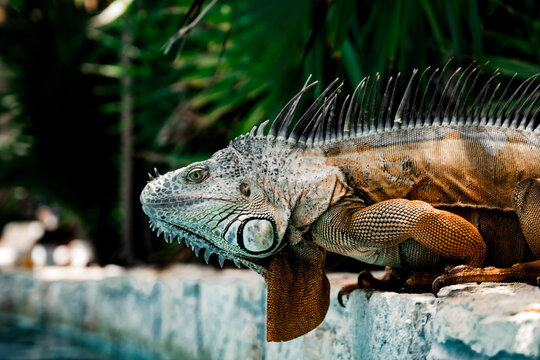 orange iguana